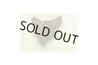 くるみブローチ　ウィズダム・ホルン　◇ゆうパケット発送可